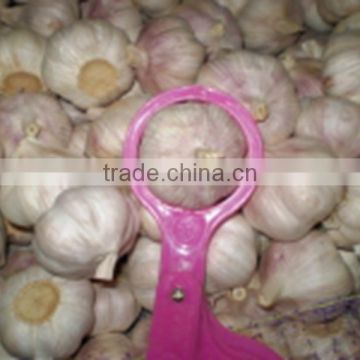 Garlic Importer