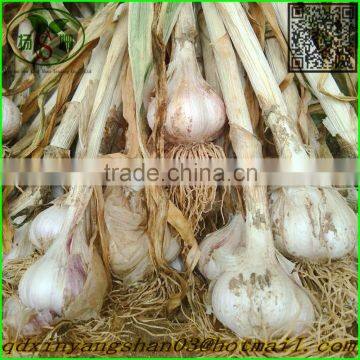 2015 cang shan 4-6 clove garlic(The best quality)