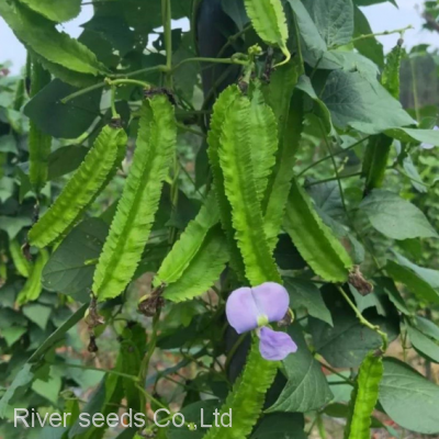50g cigarillas seeds goa four-angled bean four-cornered manila princess asparagus pea dragon bean seeds for planting