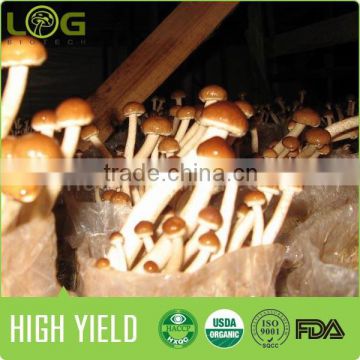 China dried Agrocybe chaxingu mushroom