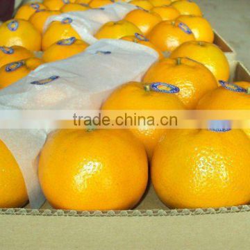Kino Mandarin Tangerine Orange Citrus fruit from Pakistan