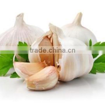 2016 Laiwu 5.5 natural white fresh garlic