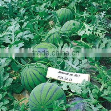 Hot sale Hybrid watermelon seeds For Growing-National Yu No.7
