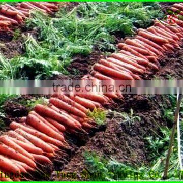 fresh washed carrot china wholesale