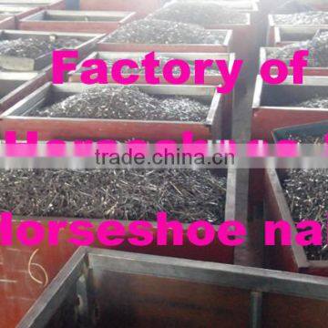 factory direct selling wholesle steel horseshoe nails