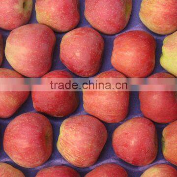 fresh qinguan apple 100-113-125 from shanxi