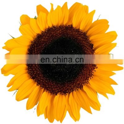 sunflower seed 361 china bigs sunflower seeds bulk