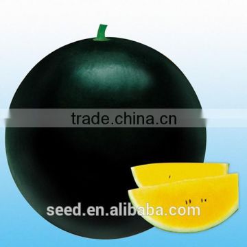 Golden Rose Yellow excellent quality seedless watermelon seeds