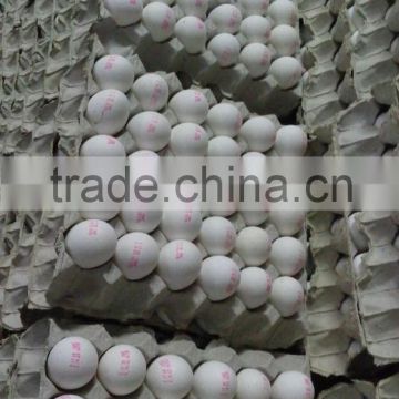 white shell egg bulk exporter