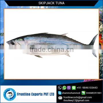 High Grade Fresh Skipjack Tuna Fish at Best Price