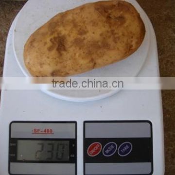 2015 Crop Chinese fresh potato
