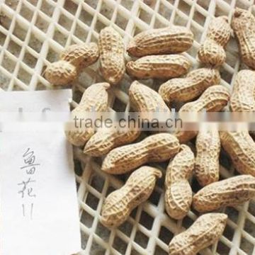 selling peanut kernel
