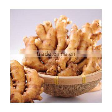 China Fresh Ginger with Factory Price in Hot Sale