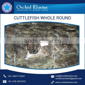 Quality Approved Fresh and Organic Frozen Cuttlefish Whole Round