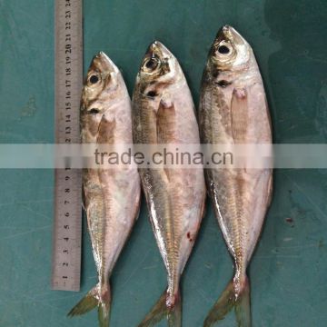 18CM China made frozen horse mackerel