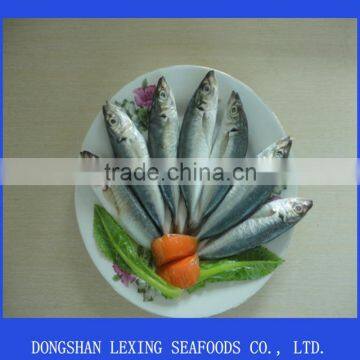 frozen fish horse mackerel