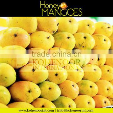Mango Supplier