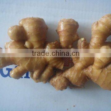 Yellow Ginger Fresh Corps Supplier