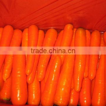 fresh carrot 9kg carton