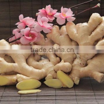 2016 Hot sale organic fresh ginger with high quality