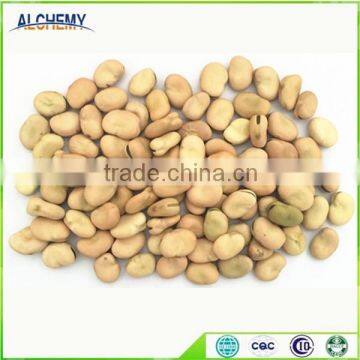 hot hot hot sale yellow broad beans for all over the world and fresh beans for sale