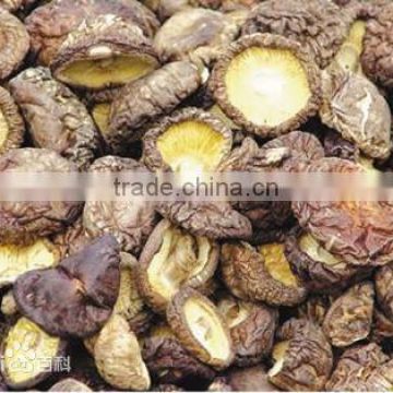 dried shitake mushroom/ Lentinus edodes