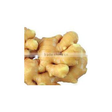 Supply/Sell Fresh and Air-dried Ginger of High Quality