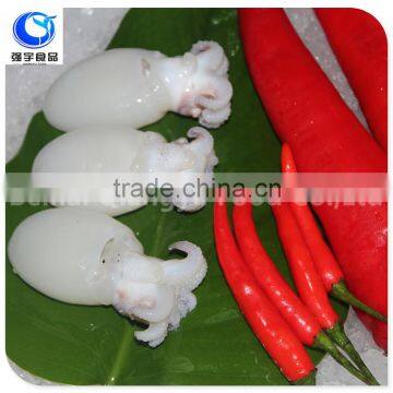 Whole Part and Box Packaging frozen whole round cuttlefish