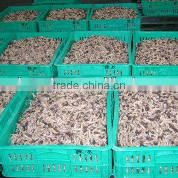 bulk package salted shimeji murhoom