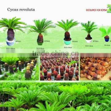 Cycas Revoluta farms