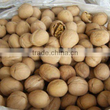 China walnuts in shell or kernel from xinjiang