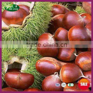 2015 New Crop Bulk Best Delicious Fresh Chinese Chestnut