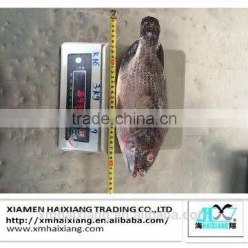 Frozen tilapia/tilapia fillet price wholesale price