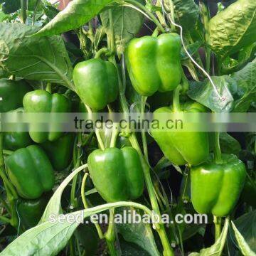 hybrid green pepper seeds SXP No.6