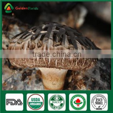 Organic Shiitake Fungus Whole Part Cap Stem Edibal Mushroom Lentinula Edodes