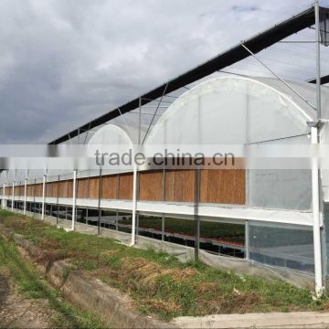 Factory Film Covering Multi Tunnel Greenhouse for Sale
