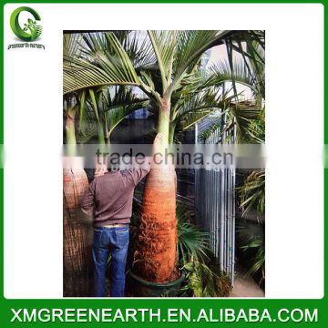 Hyophorbe lagenicaulis palms trunk 2m (1)