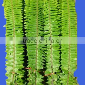 High quality Nephrolepis and other fresh cut foliage fillers from Kunming