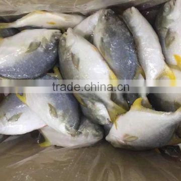 New catching frozen whole round red pomfret black pomfret on sales