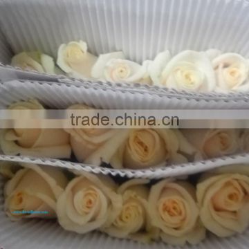 Export fresh cut Rose Vendela flowers from Kunming roses flowers flower girl dresses