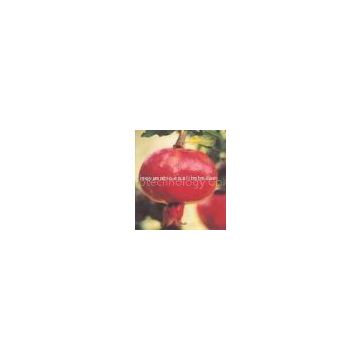 Pomegranate Extract  lily@botanicalextraction.com