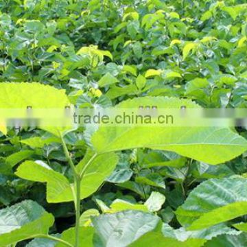 Mulberry Leaf Extract Powder 15:1 Water Soluble