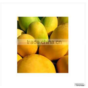 See larger image Fresh Alphonso Mangos Add to My Cart Add to My Favorites Fresh Alphonso Mangos
