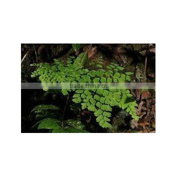 Adiantum tenerum wrightii (Common Maiden Hair Fern, Fan Maiden Hair Fern)