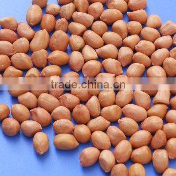 New crop 2013 Java Peanuts 60/70