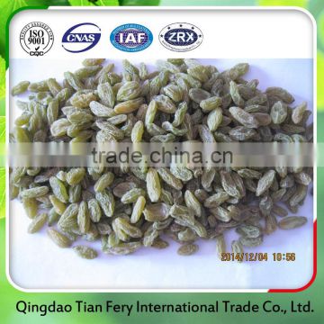 New xinjiang sun green raisin from Shandong