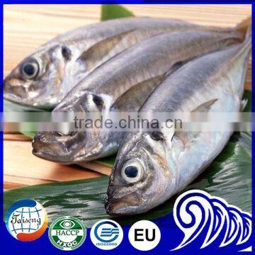 Frozen Mackerel Ice Fish Horse Mackerel Prices