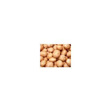 Natural african potato extract/dry potato powder/african potato powder