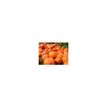 Pumpkin Extract