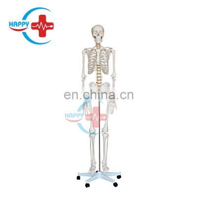 HC-S201 Anatomical human actual size skeleton model life size human skeleton model